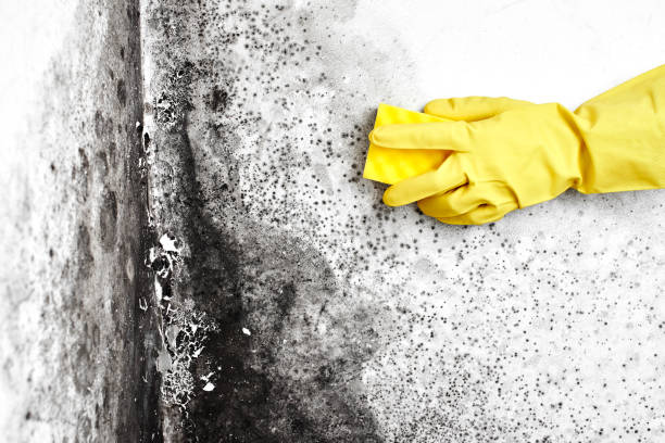Best Certified Mold Removal  in Sparta, NC