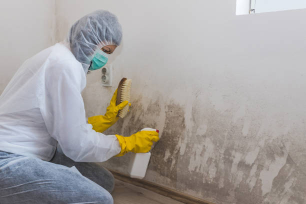 Best Professional Mold Removal  in Sparta, NC