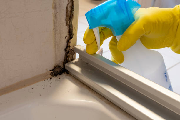 Best Affordable Mold Removal  in Sparta, NC