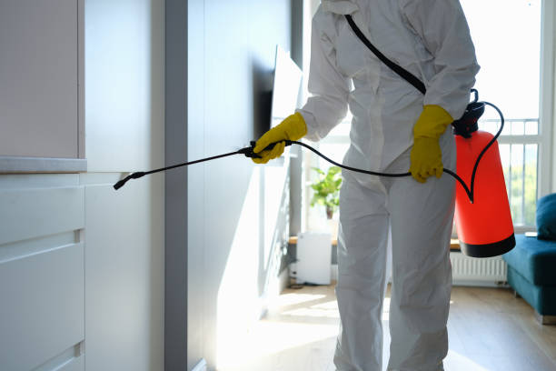 Best Black Mold Removal  in Sparta, NC