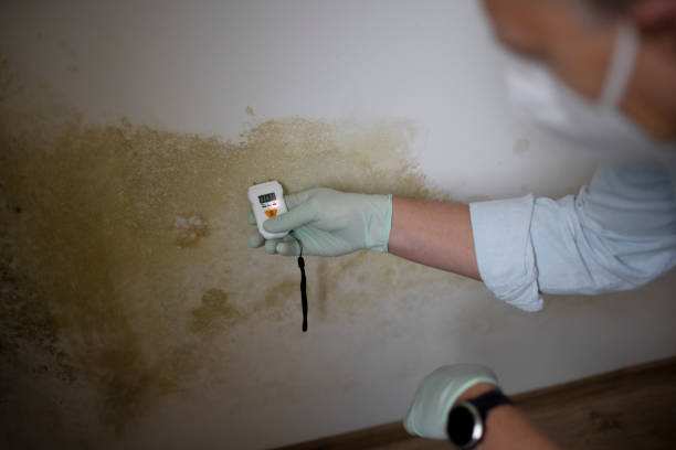 Best Mold Remediation  in Sparta, NC