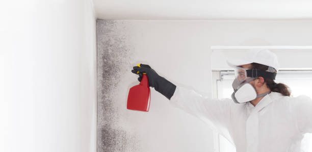 Best Mold Removal Company Near Me  in Sparta, NC