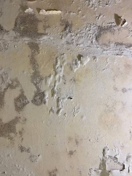 Best Mold Testing  in Sparta, NC