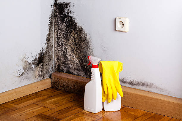 Best Mold Removal Company Near Me  in Sparta, NC