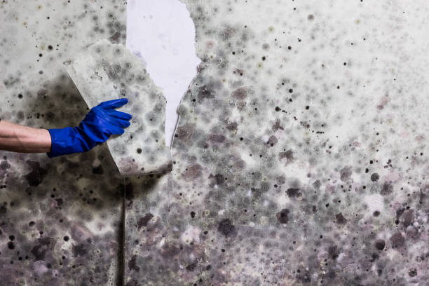 Best Mold Testing  in Sparta, NC