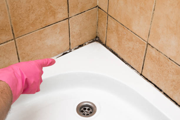 Best Mold Remediation  in Sparta, NC