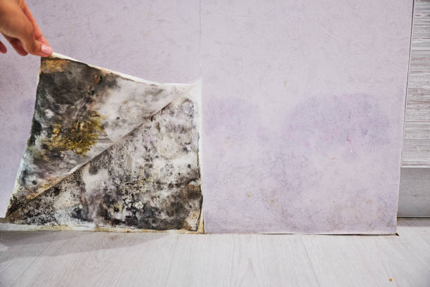 Mold Testing and Removal in Sparta, NC
